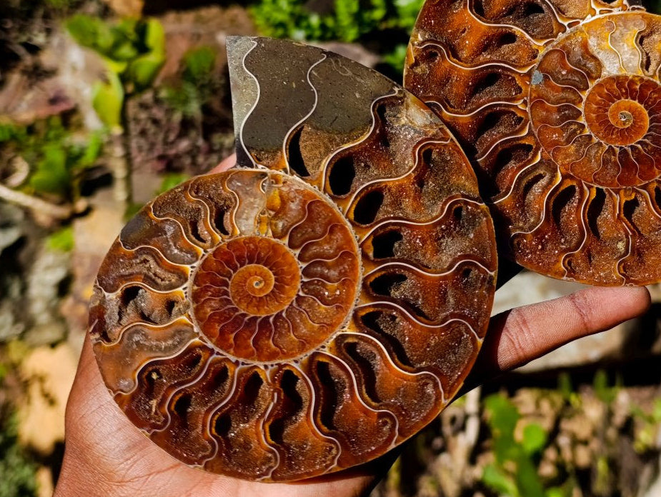 Polished Identical Pair of Cleoniceras Ammonite Fossils x 1 From Tulear, Madagascar