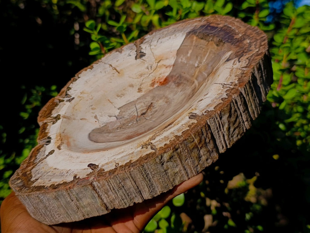 Polished Podocarpus Petrified Wood Bowl x 1 From Mahajanga, Madagascar