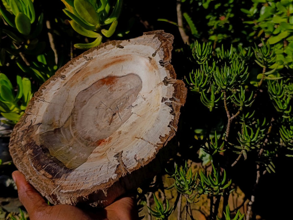 Polished Podocarpus Petrified Wood Bowl x 1 From Mahajanga, Madagascar