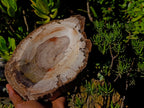 Polished Podocarpus Petrified Wood Bowl x 1 From Mahajanga, Madagascar