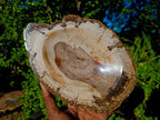 Polished Podocarpus Petrified Wood Bowl x 1 From Mahajanga, Madagascar