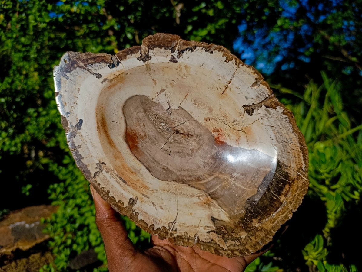 Polished Podocarpus Petrified Wood Bowl x 1 From Mahajanga, Madagascar