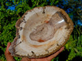 Polished Podocarpus Petrified Wood Bowl x 1 From Mahajanga, Madagascar