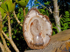 Polished Podocarpus Petrified Wood Bowl x 1 From Mahajanga, Madagascar