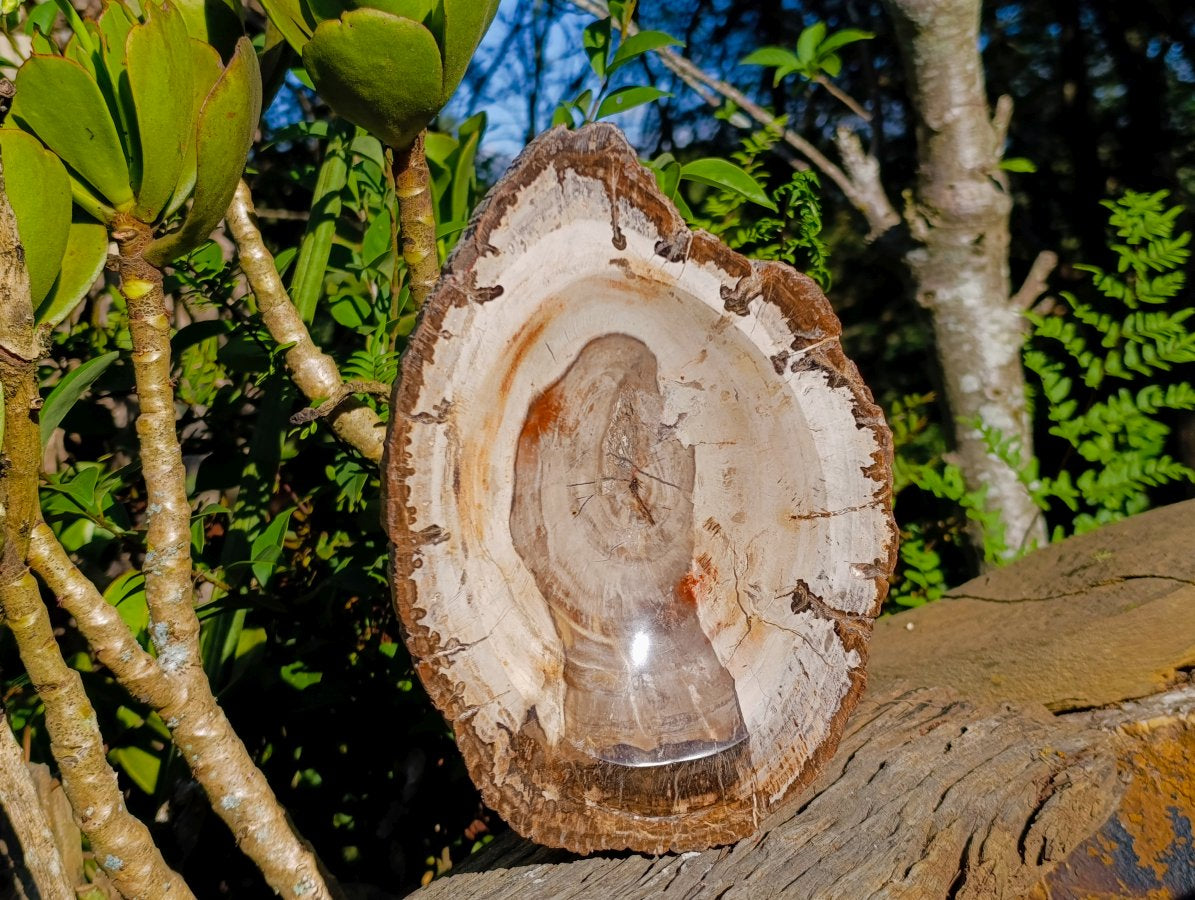 Polished Podocarpus Petrified Wood Bowl x 1 From Mahajanga, Madagascar