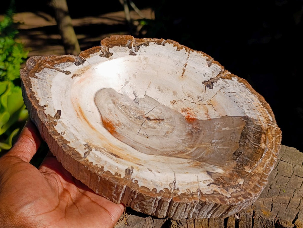 Polished Podocarpus Petrified Wood Bowl x 1 From Mahajanga, Madagascar