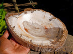 Polished Podocarpus Petrified Wood Bowl x 1 From Mahajanga, Madagascar