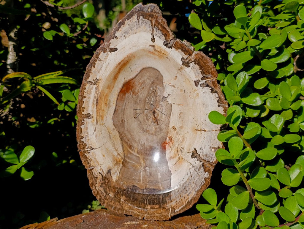 Polished Podocarpus Petrified Wood Bowl x 1 From Mahajanga, Madagascar