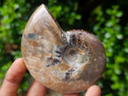 Polished Ammolite Opalized Cleoniceras Ammonite Fossil x 1 From Tulear, Madagascar