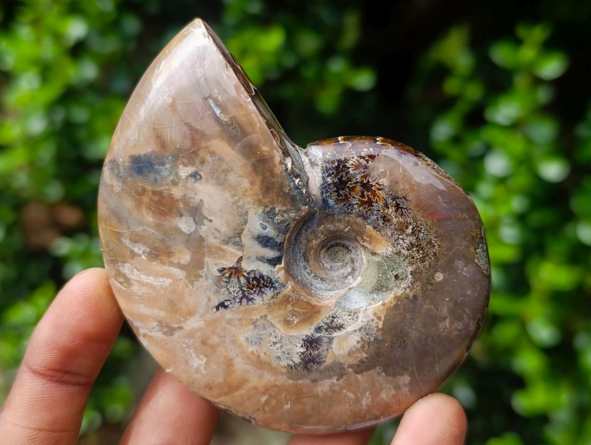Polished Ammolite Opalized Cleoniceras Ammonite Fossil x 1 From Tulear, Madagascar