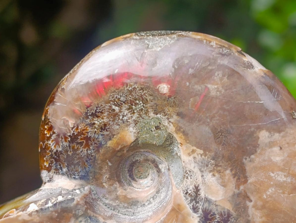 Polished Ammolite Opalized Cleoniceras Ammonite Fossil x 1 From Tulear, Madagascar