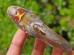 Polished Ammolite Opalized Cleoniceras Ammonite Fossil x 1 From Tulear, Madagascar
