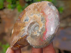 Polished Ammolite Opalized Cleoniceras Ammonite Fossil x 1 From Tulear, Madagascar