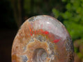 Polished Ammolite Opalized Cleoniceras Ammonite Fossil x 1 From Tulear, Madagascar