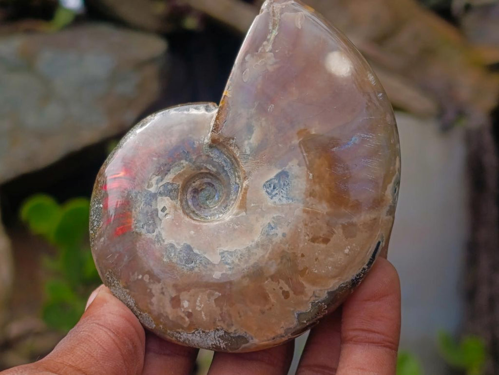 Polished Ammolite Opalized Cleoniceras Ammonite Fossil x 1 From Tulear, Madagascar