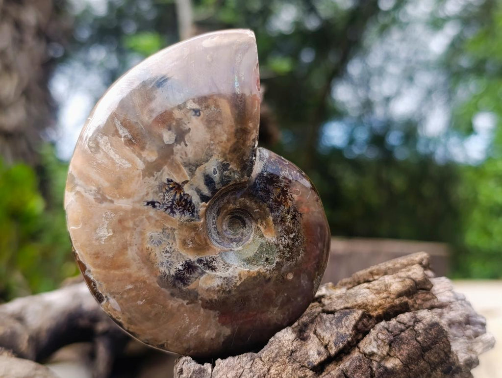 Polished Ammolite Opalized Cleoniceras Ammonite Fossil x 1 From Tulear, Madagascar