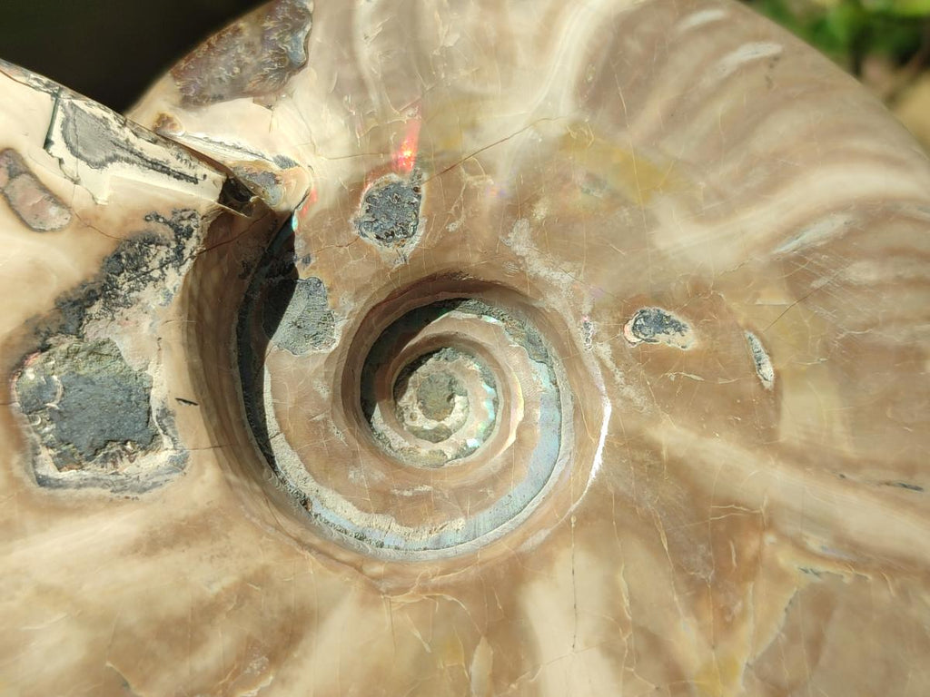 Polished Whole Cleoniceras Ammonite Fossil x 1 From Tulear Madagascar