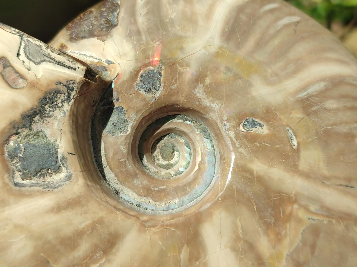 Polished Whole Cleoniceras Ammonite Fossil x 1 From Tulear Madagascar