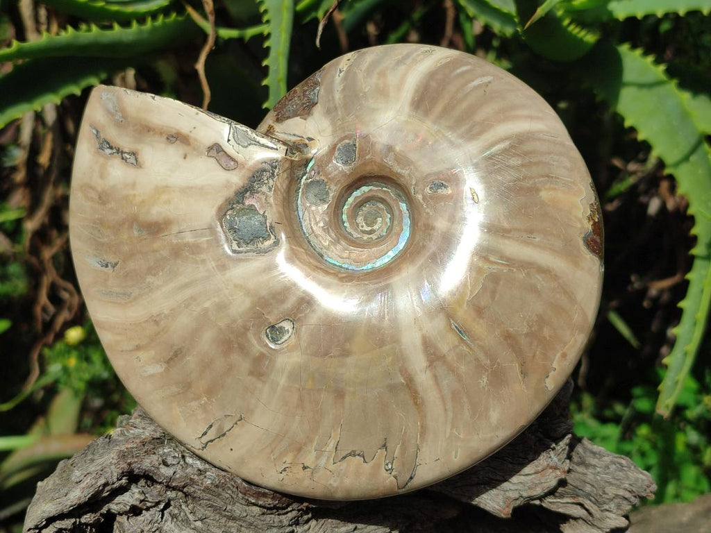 Polished Whole Cleoniceras Ammonite Fossil x 1 From Tulear Madagascar