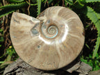 Polished Whole Cleoniceras Ammonite Fossil x 1 From Tulear Madagascar