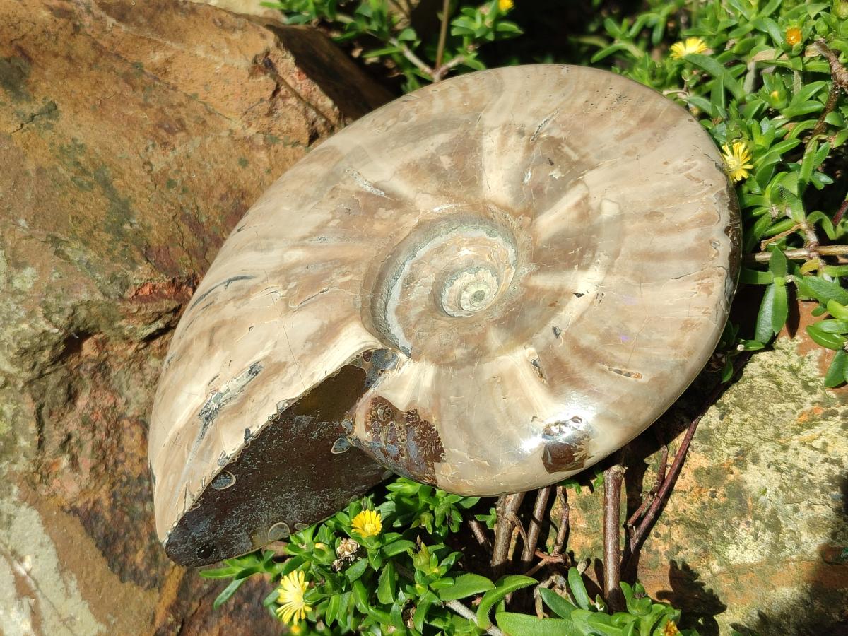 Polished Whole Cleoniceras Ammonite Fossil x 1 From Tulear Madagascar
