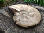 Polished Whole Cleoniceras Ammonite Fossil x 1 From Tulear Madagascar