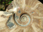 Polished Whole Cleoniceras Ammonite Fossil x 1 From Tulear Madagascar