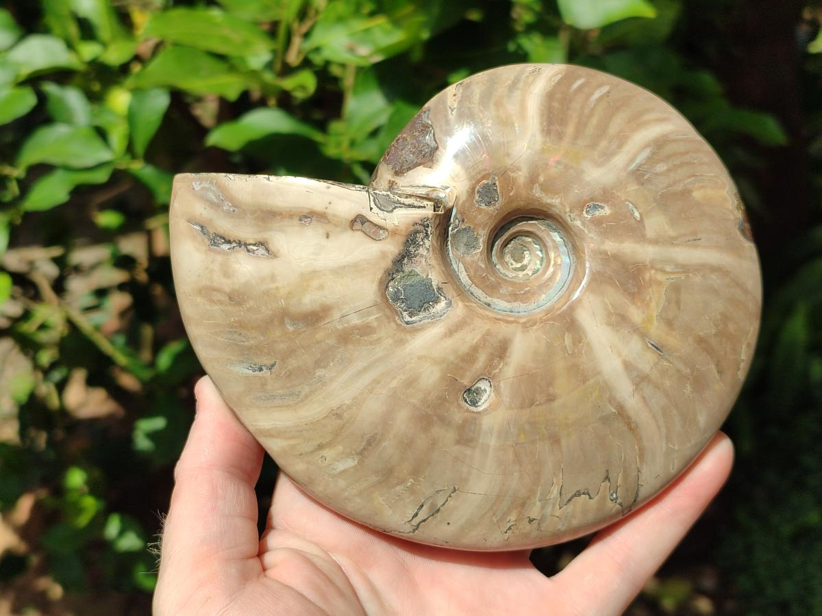 Polished Whole Cleoniceras Ammonite Fossil x 1 From Tulear Madagascar