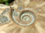 Polished Whole Cleoniceras Ammonite Fossil x 1 From Tulear Madagascar
