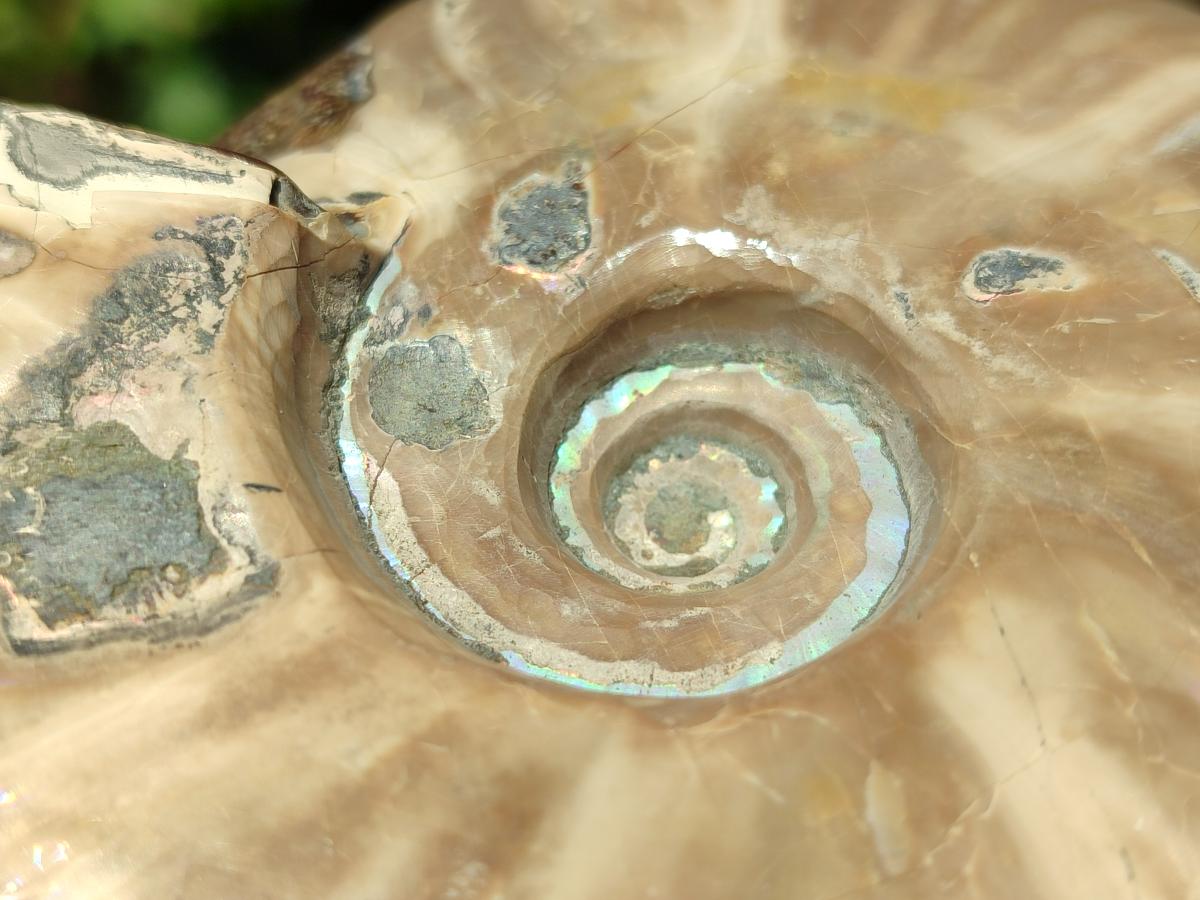 Polished Whole Cleoniceras Ammonite Fossil x 1 From Tulear Madagascar