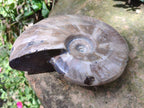 Polished Whole Cleoniceras Ammonite Fossil x 1 From Tulear Madagascar
