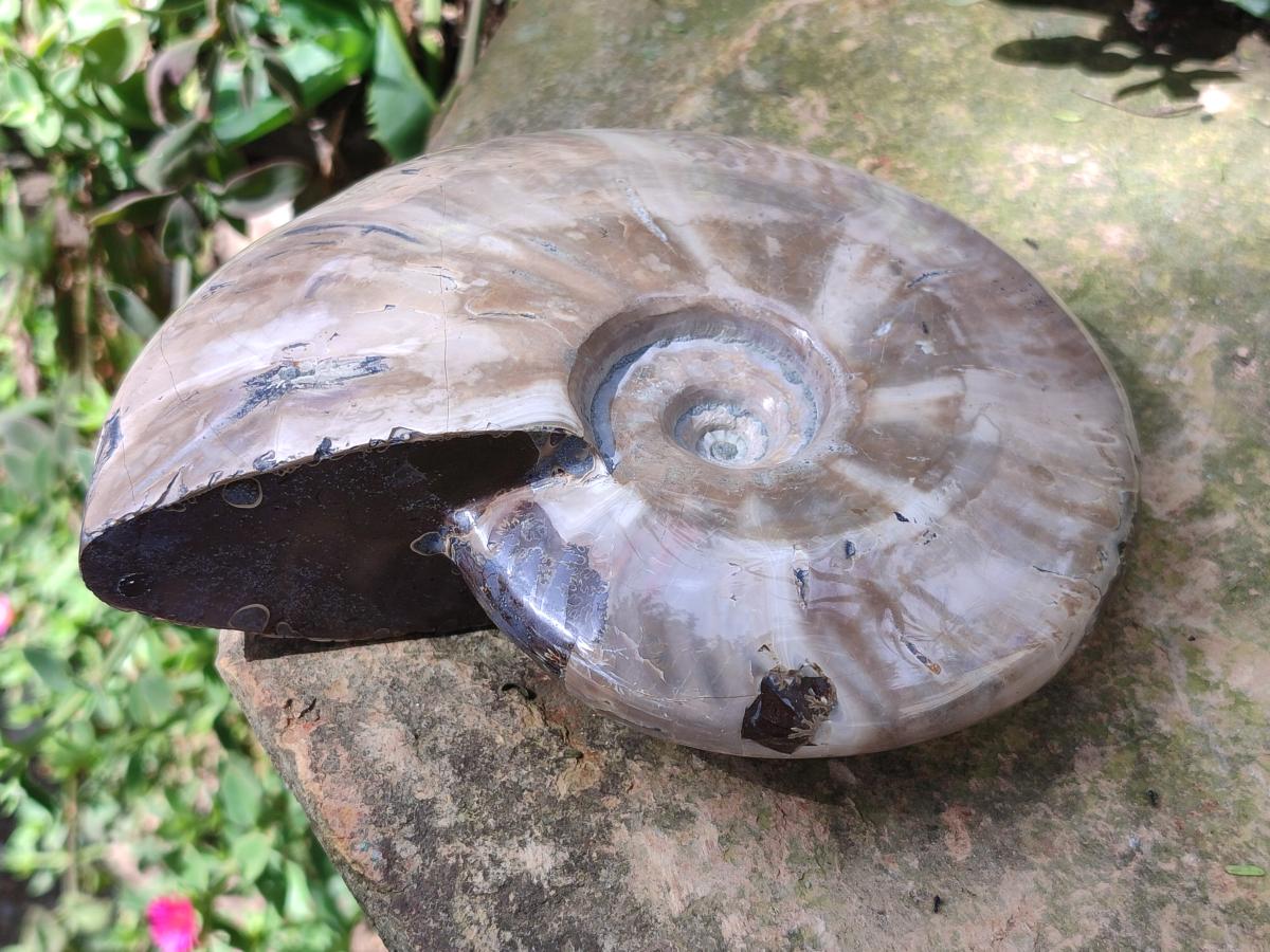 Polished Whole Cleoniceras Ammonite Fossil x 1 From Tulear Madagascar