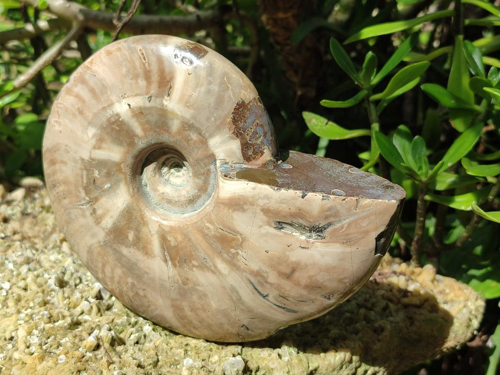 Polished Whole Cleoniceras Ammonite Fossil x 1 From Tulear Madagascar