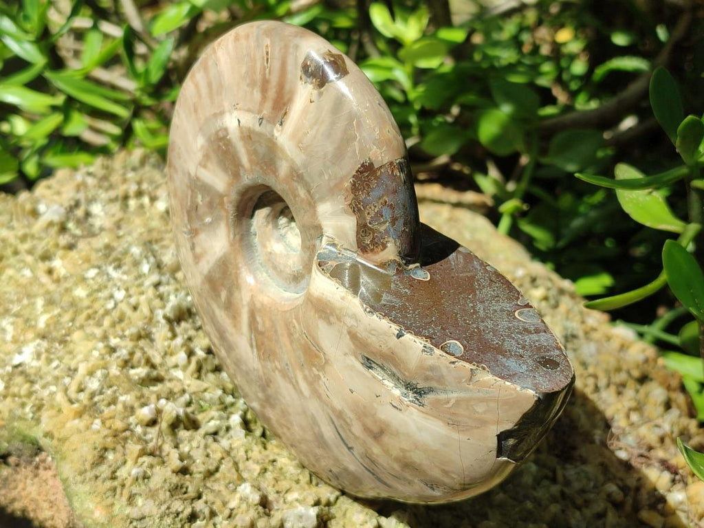 Polished Whole Cleoniceras Ammonite Fossil x 1 From Tulear Madagascar