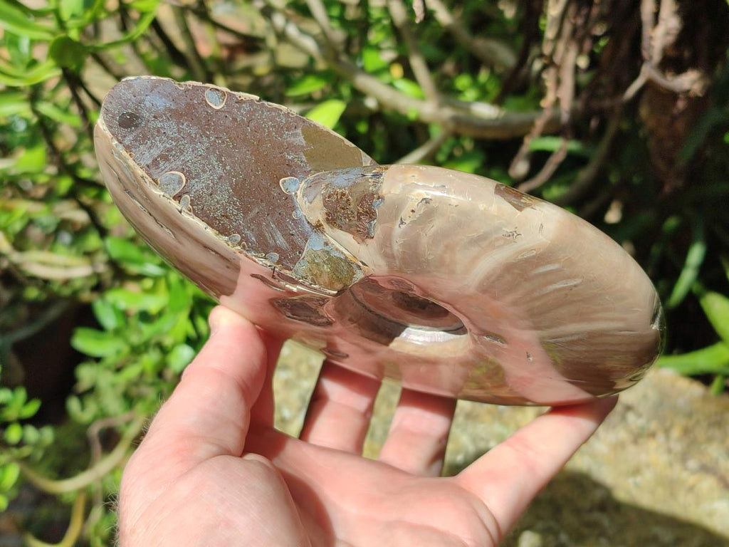 Polished Whole Cleoniceras Ammonite Fossil x 1 From Tulear Madagascar