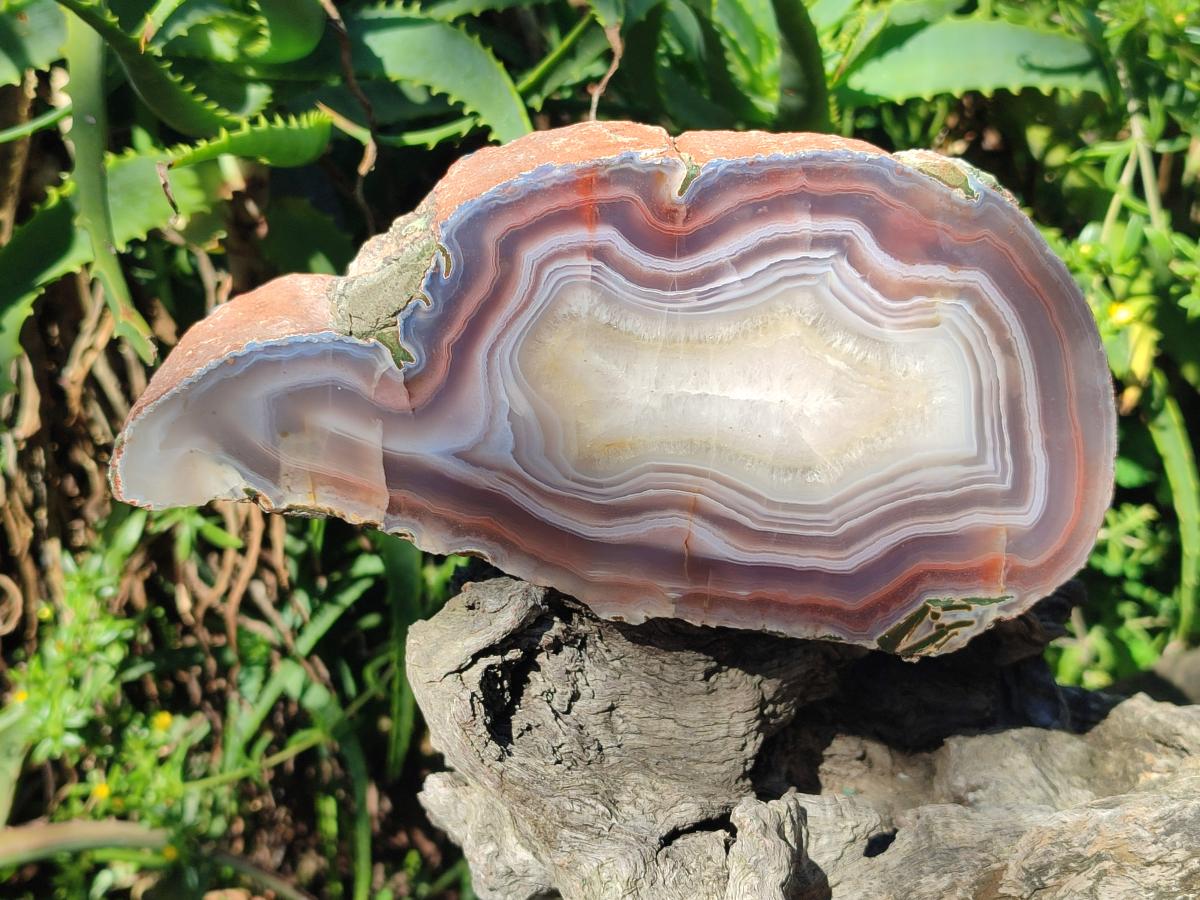 Polished One Side XL Red Shashe River Agate Pair x 1 From Shashe River, Zimbabwe