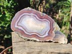 Polished One Side XL Red Shashe River Agate Pair x 1 From Shashe River, Zimbabwe