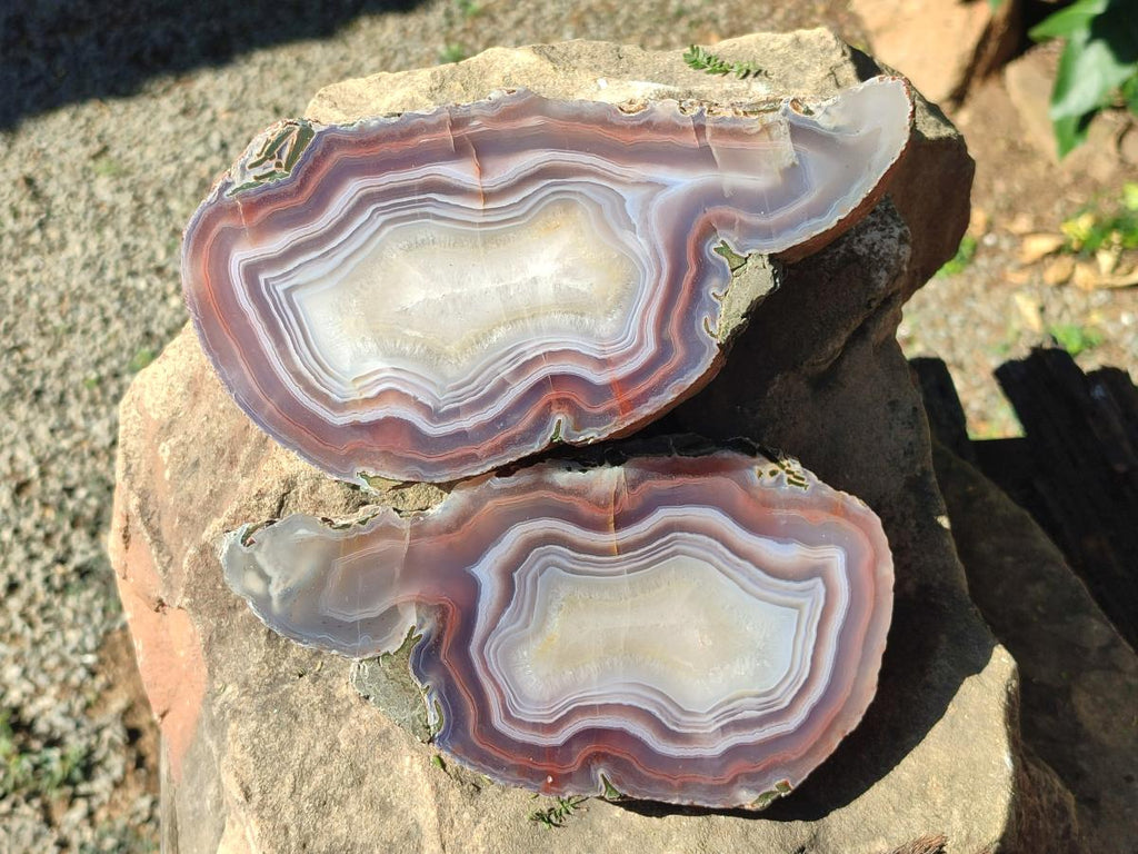 Polished One Side XL Red Shashe River Agate Pair x 1 From Shashe River, Zimbabwe
