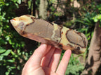 Polished Septerye Fossil Display Crystal x 1 From Mahajanga, Madagascar
