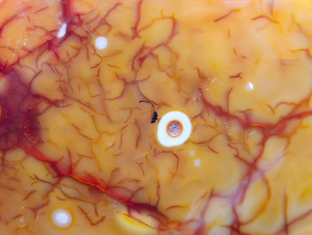 Polished Large Carnelian Standing Display Piece "The Red Eye" x 1 From Madagascar