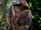 Polished Septerye Sauvage Dragons Egg x 1 From Mahajanga, Madagascar