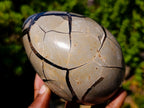 Polished Septerye Sauvage Dragons Egg x 1 From Mahajanga, Madagascar