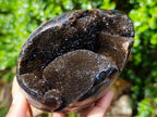 Polished Septerye Sauvage Dragons Egg x 1 From Mahajanga, Madagascar