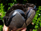 Polished Septerye Sauvage Dragons Egg x 1 From Mahajanga, Madagascar