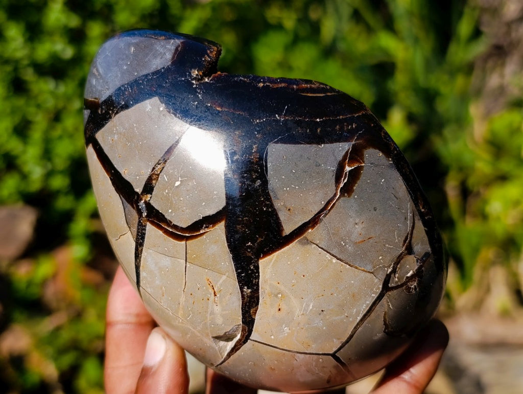 Polished Septerye Sauvage Dragons Egg x 1 From Mahajanga, Madagascar