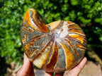 Polished Pyritised Cymatoceras Nautilus Fossil x 1 From Maintirano, Madagascar