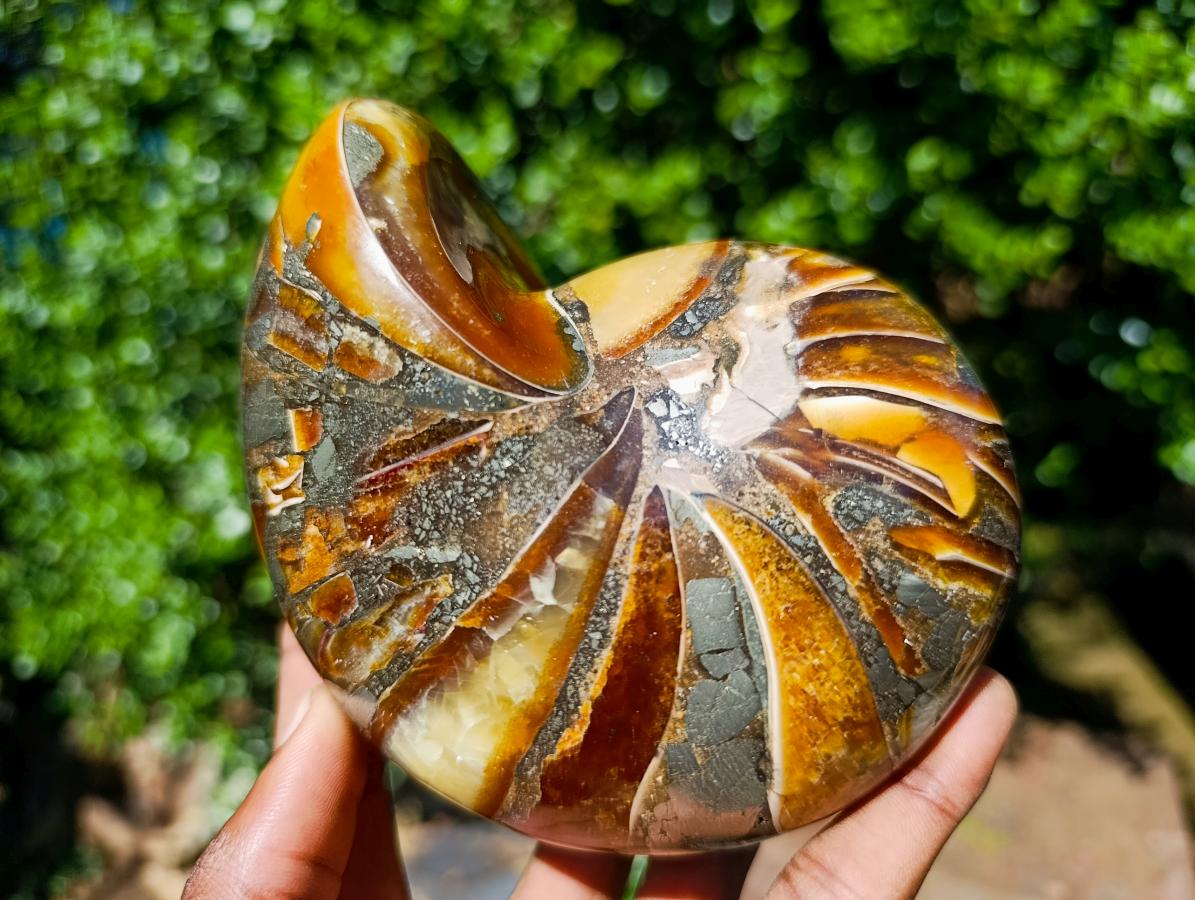 Polished Pyritised Cymatoceras Nautilus Fossil x 1 From Maintirano, Madagascar