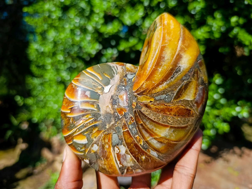 Polished Pyritised Cymatoceras Nautilus Fossil x 1 From Maintirano, Madagascar