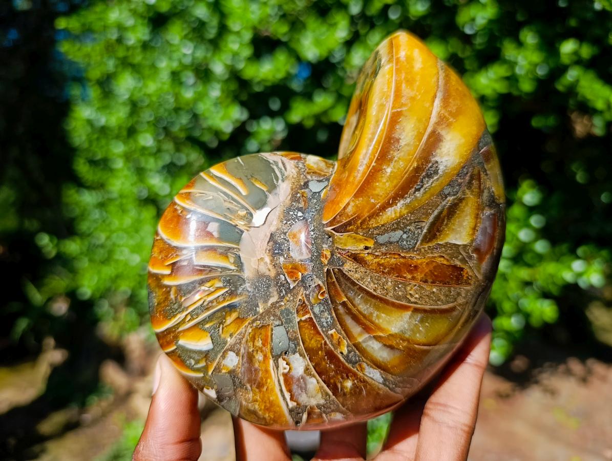 Polished Pyritised Cymatoceras Nautilus Fossil x 1 From Maintirano, Madagascar