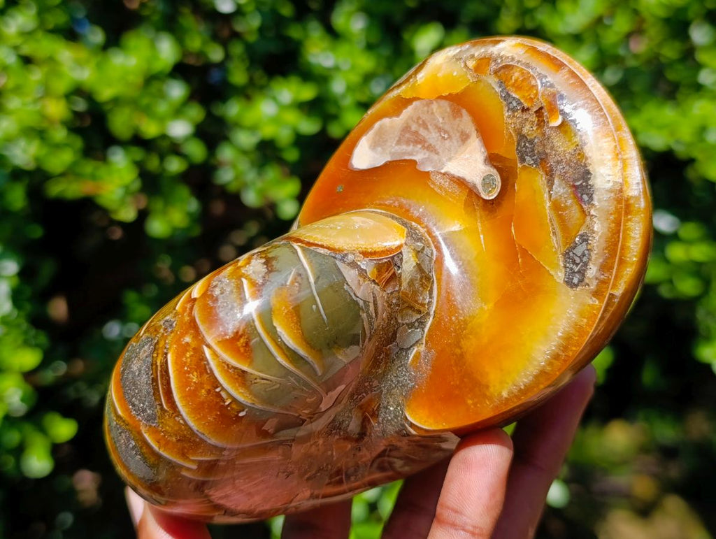 Polished Pyritised Cymatoceras Nautilus Fossil x 1 From Maintirano, Madagascar